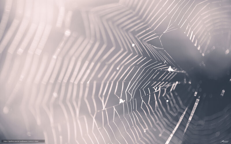 Spider Web with Dew Drops — White