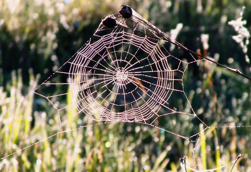 Spider Web with Dew — Green, Serene, Morning