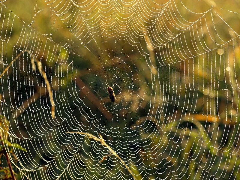 Spider Web with Dew — Green, Serene