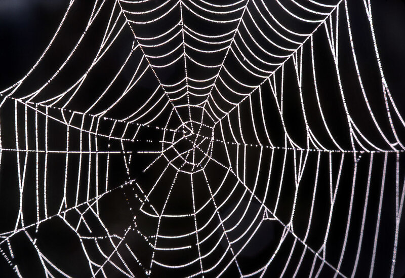 Spider Web with Dew — White, Dramatic