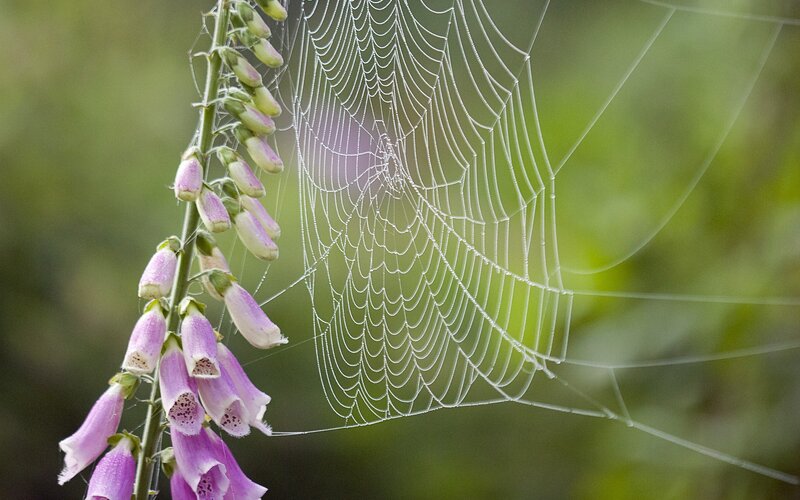 Spider web with foxgloves