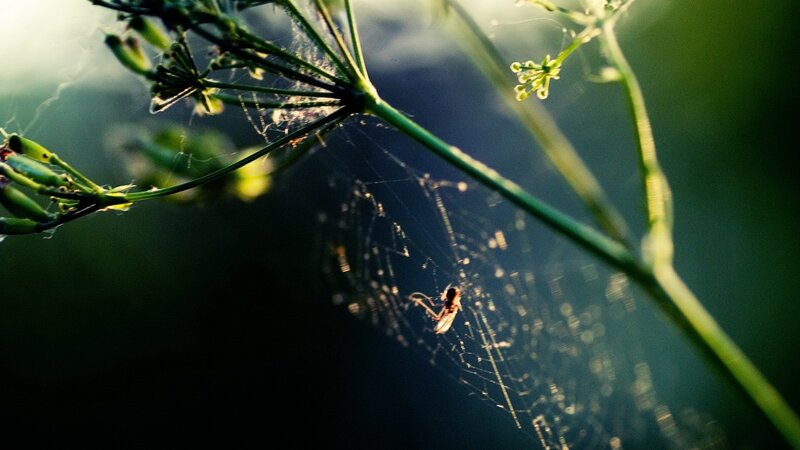 Spider web with trapped insect