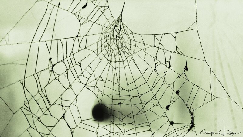 Spider web with trapped insects