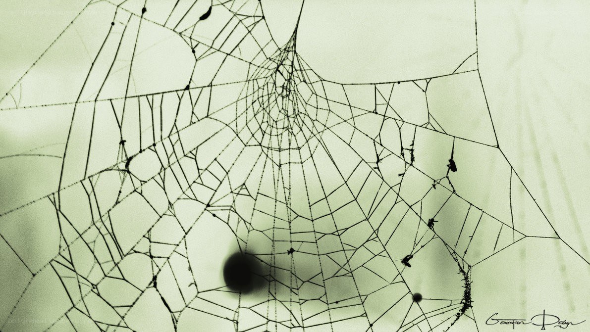 Spider web with trapped insects