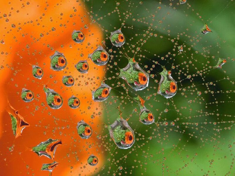 Spider Web with Water Droplets — Green