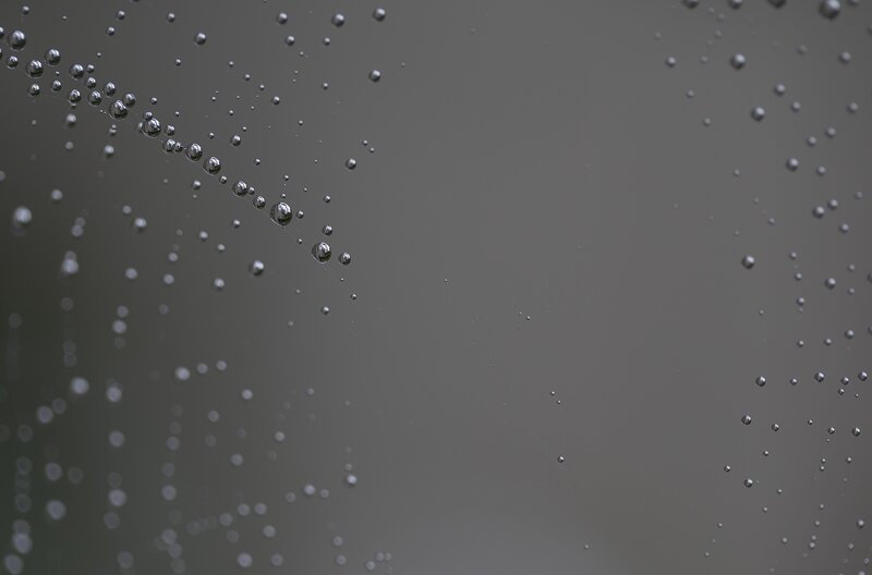 Spider Web with Water Droplets