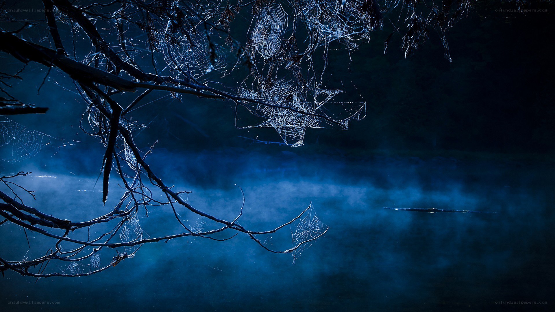 Spider webs in misty night
