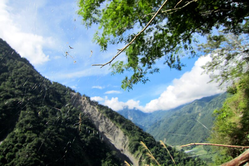 Spider Webs in Valley