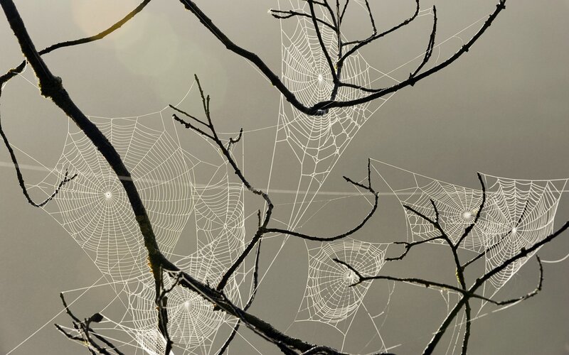 Spider webs on bare branches