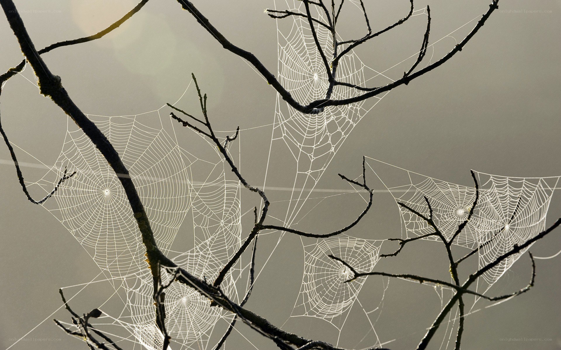 Spider webs on bare branches