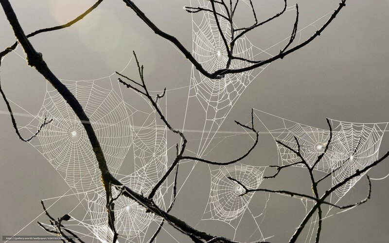 Spider webs on tree branches