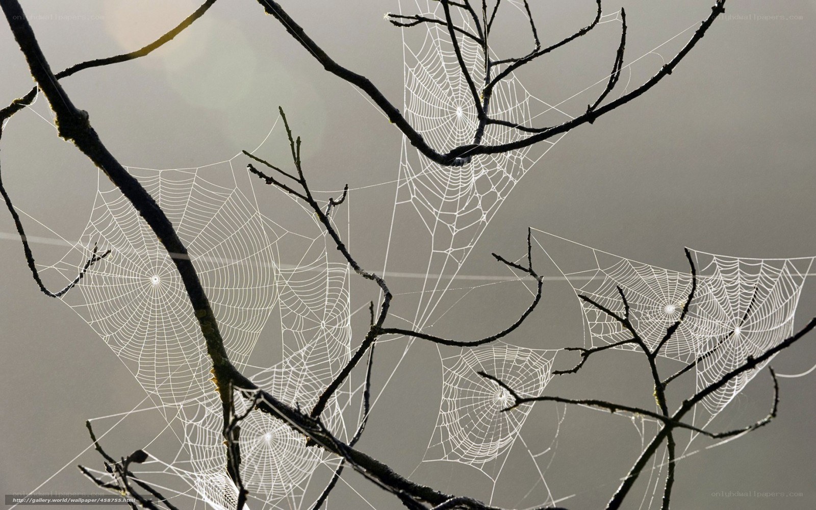 Spider webs on tree branches