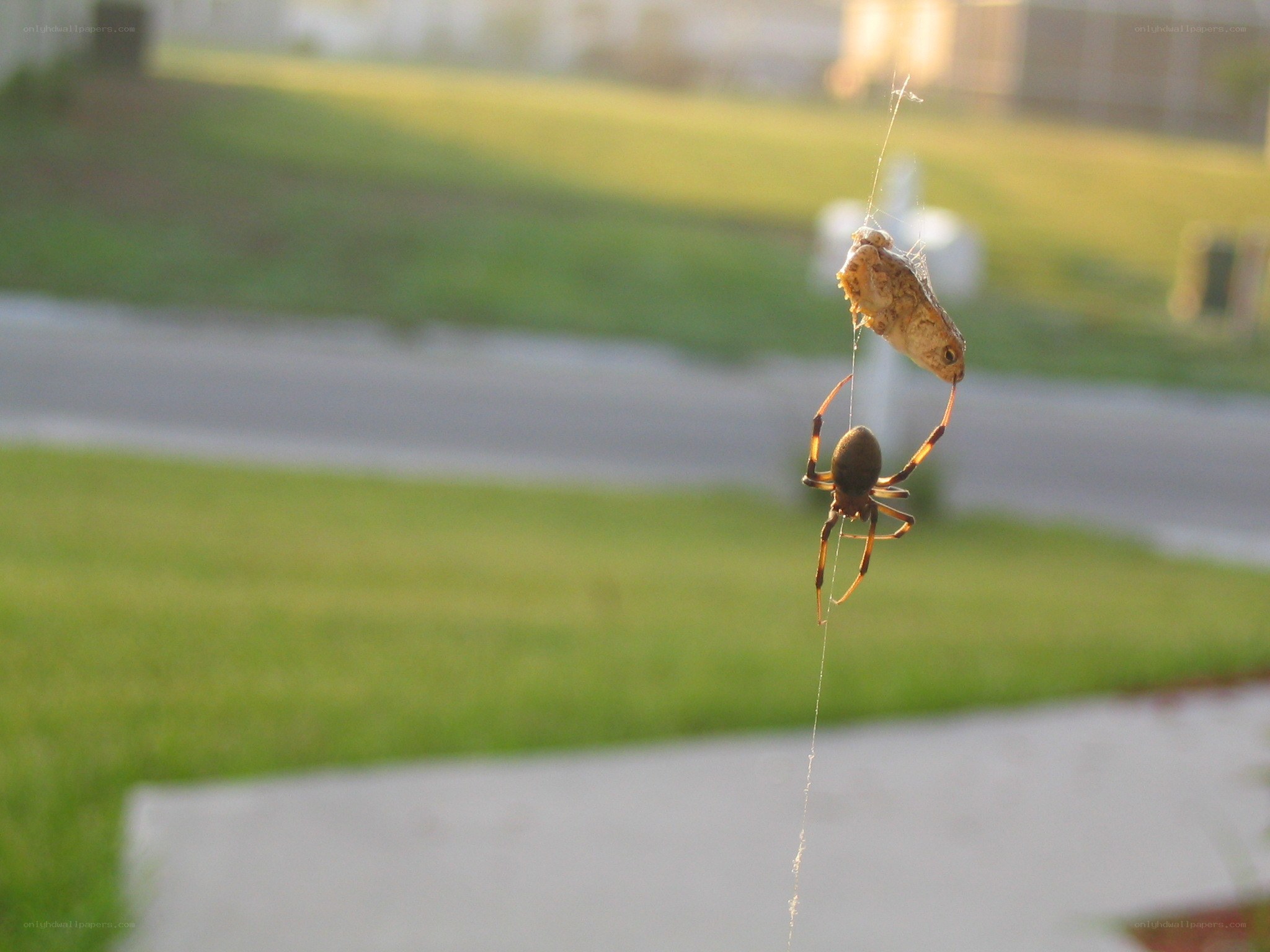 Spider with captured frog