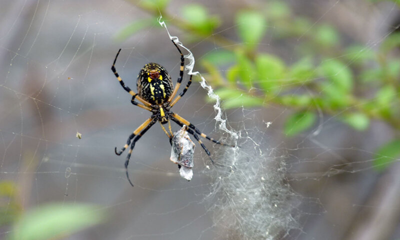 spider with captured insect