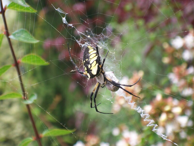Spider with captured prey
