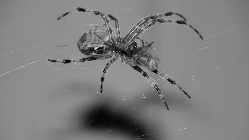 Spider with captured prey