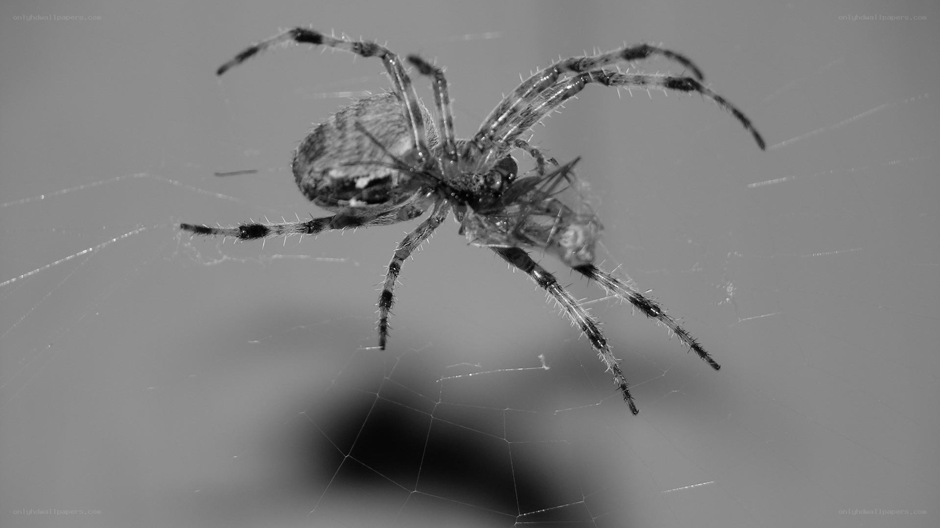 Spider with captured prey
