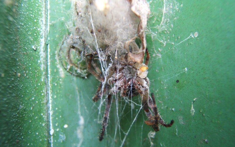 spider with egg sac on leaf