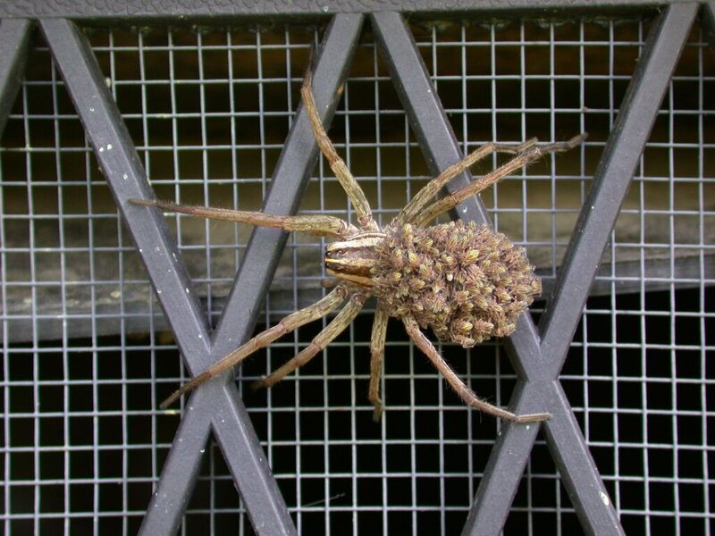 Spider with egg sac on mesh