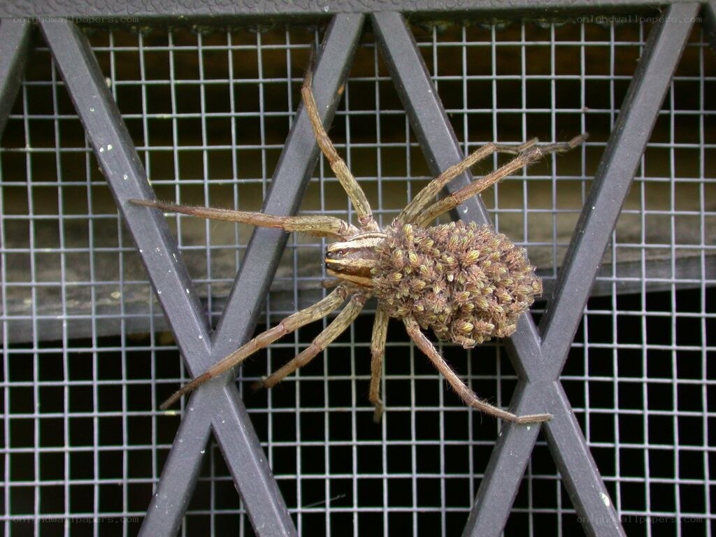 Spider with egg sac on mesh