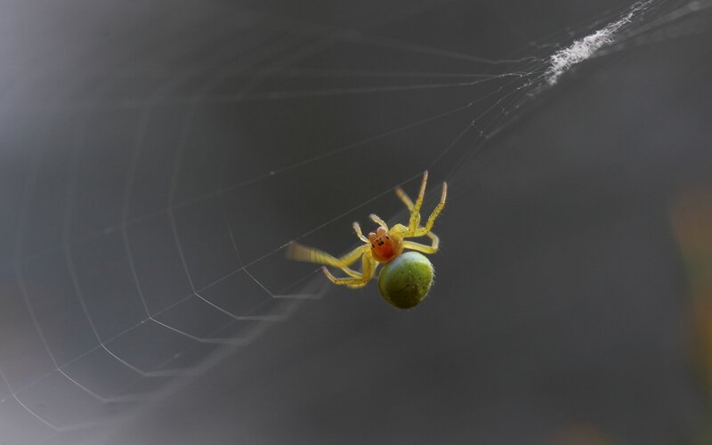 Spider with egg sac on web