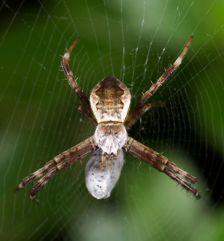 Spider with Egg Sac
