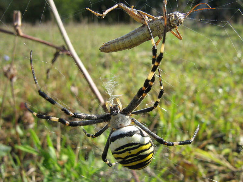 Spider with grasshopper prey