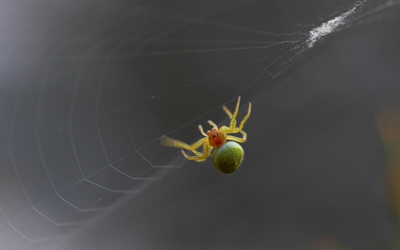 spider with green egg sac