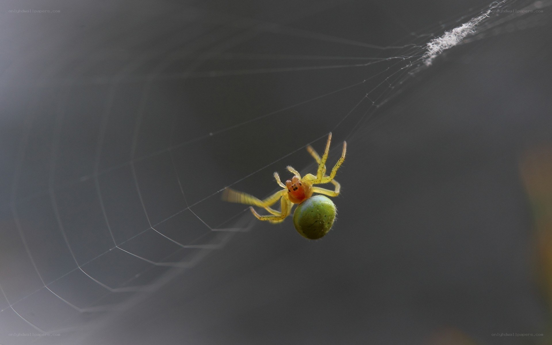 spider with green egg sac