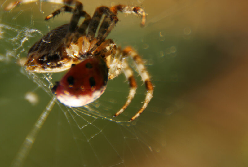 spider with ladybug on web