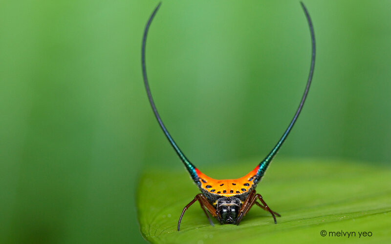 Spider with Long Horns — Green, Natural