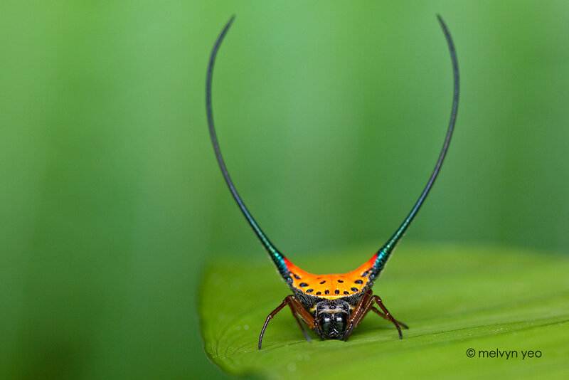 Spider with Long Horns — Green