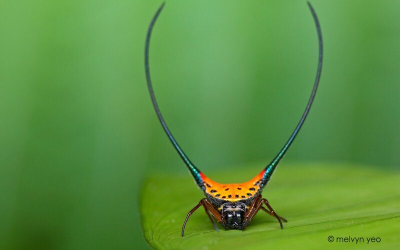 spider with long horns
