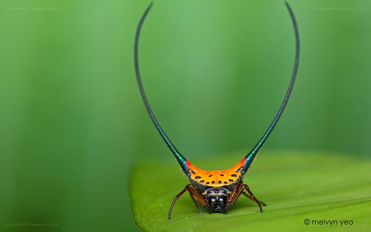 spider with long horns