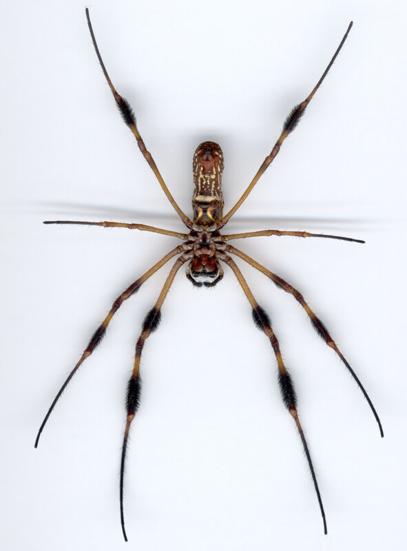 spider with long legs