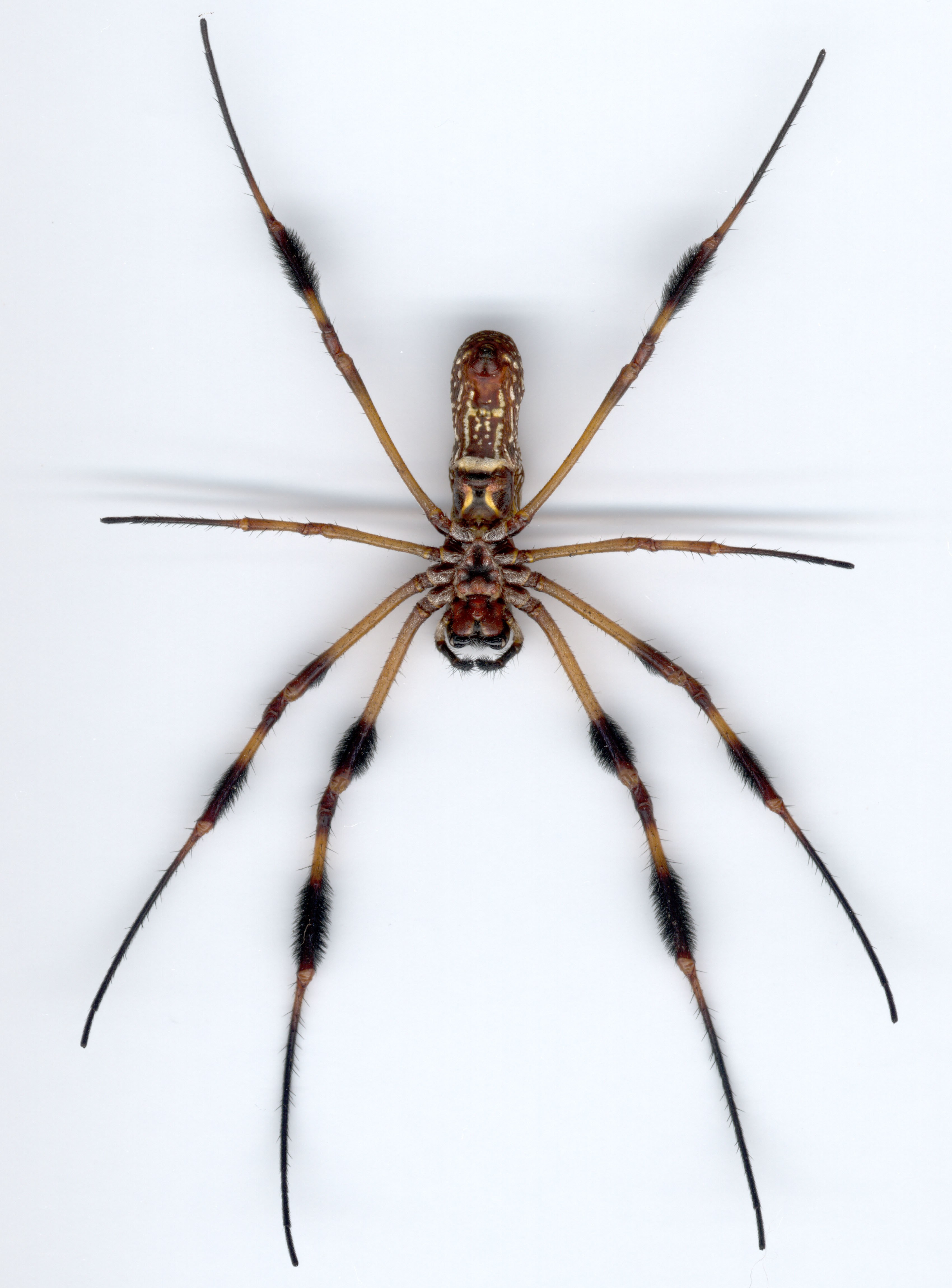 spider with long legs