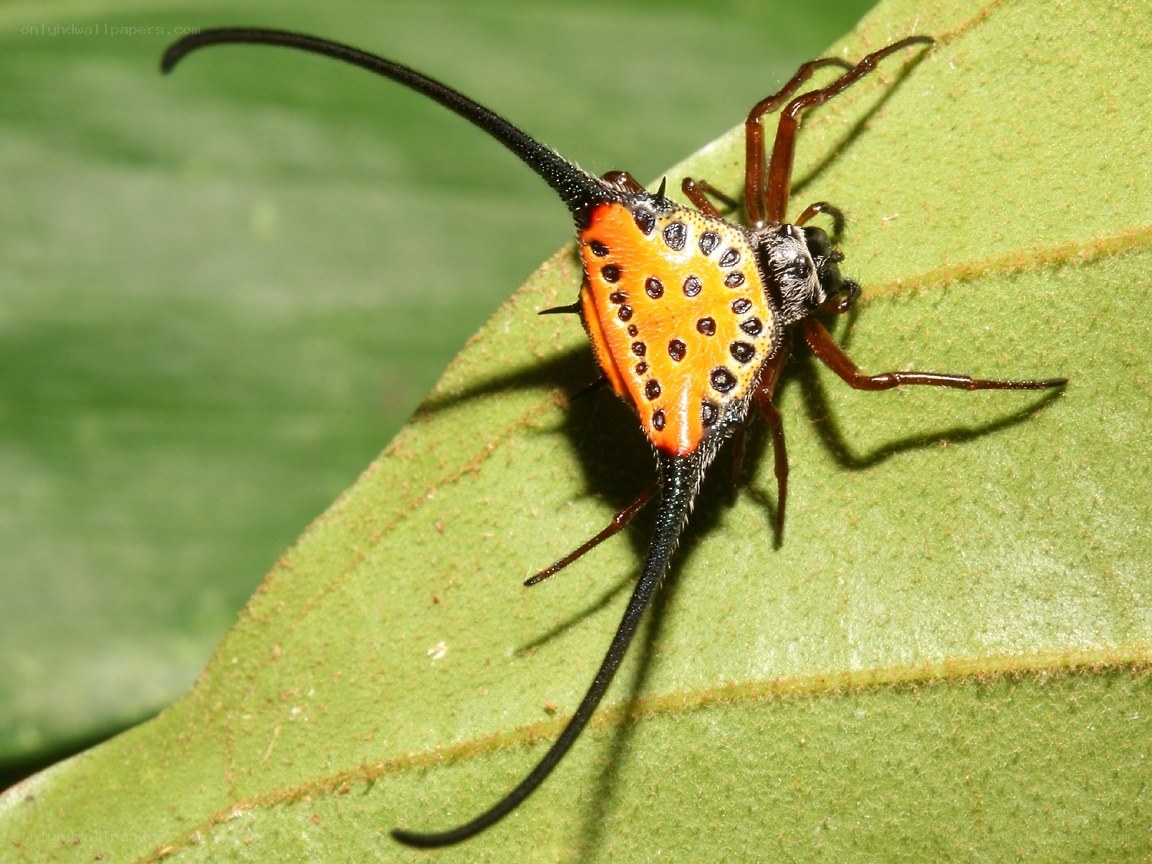 spider with long spines on leaf