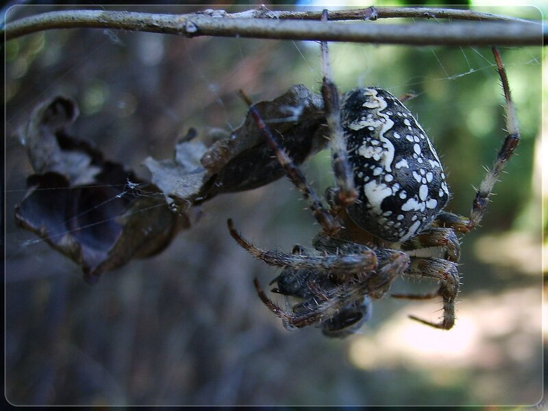 Spider with Prey — Black