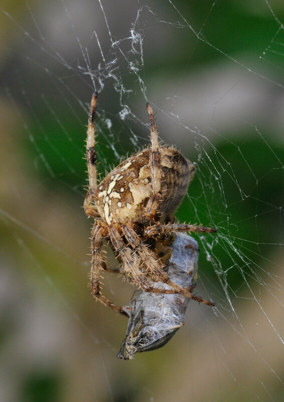Spider with Prey — Brown