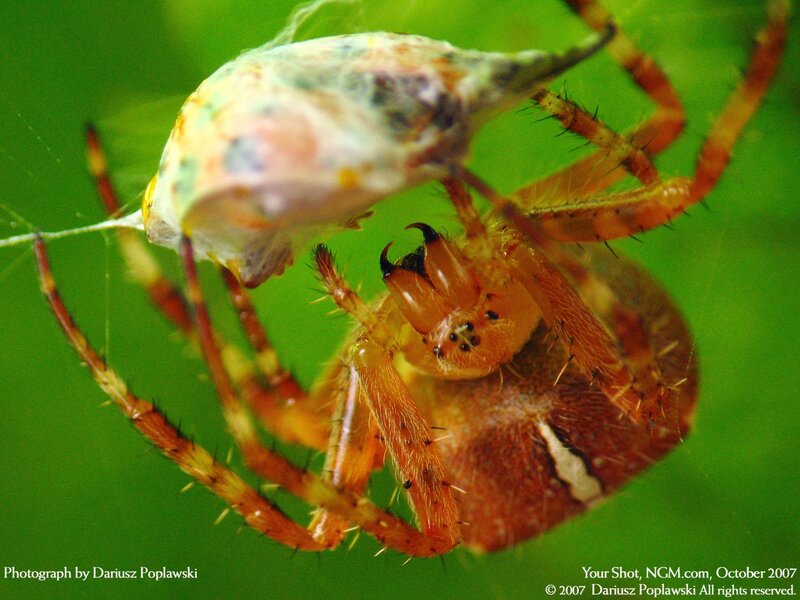 Spider with Prey — Green, Natural