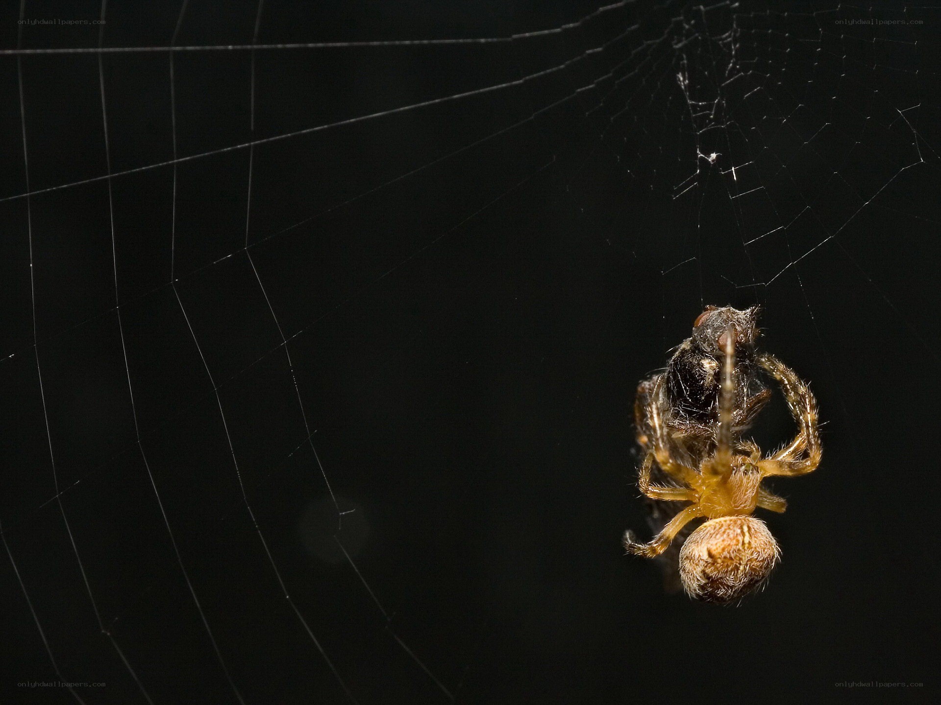 Spider with prey in web