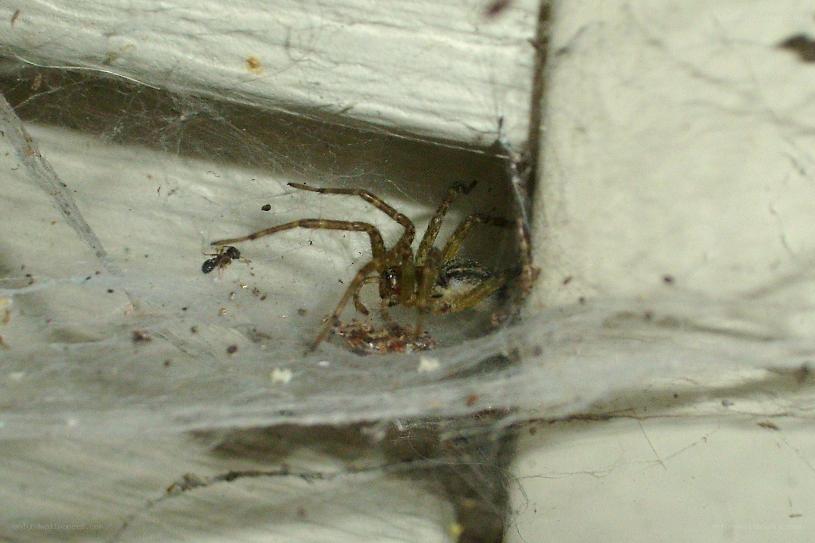 spider with prey in web
