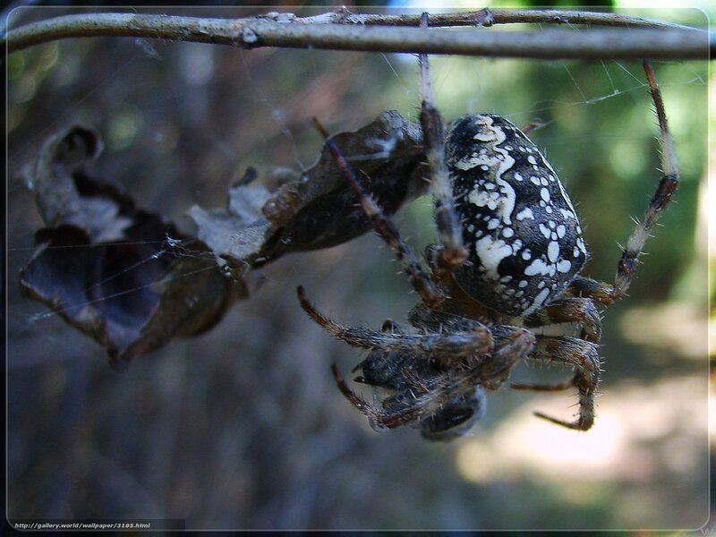 Spider with prey in web
