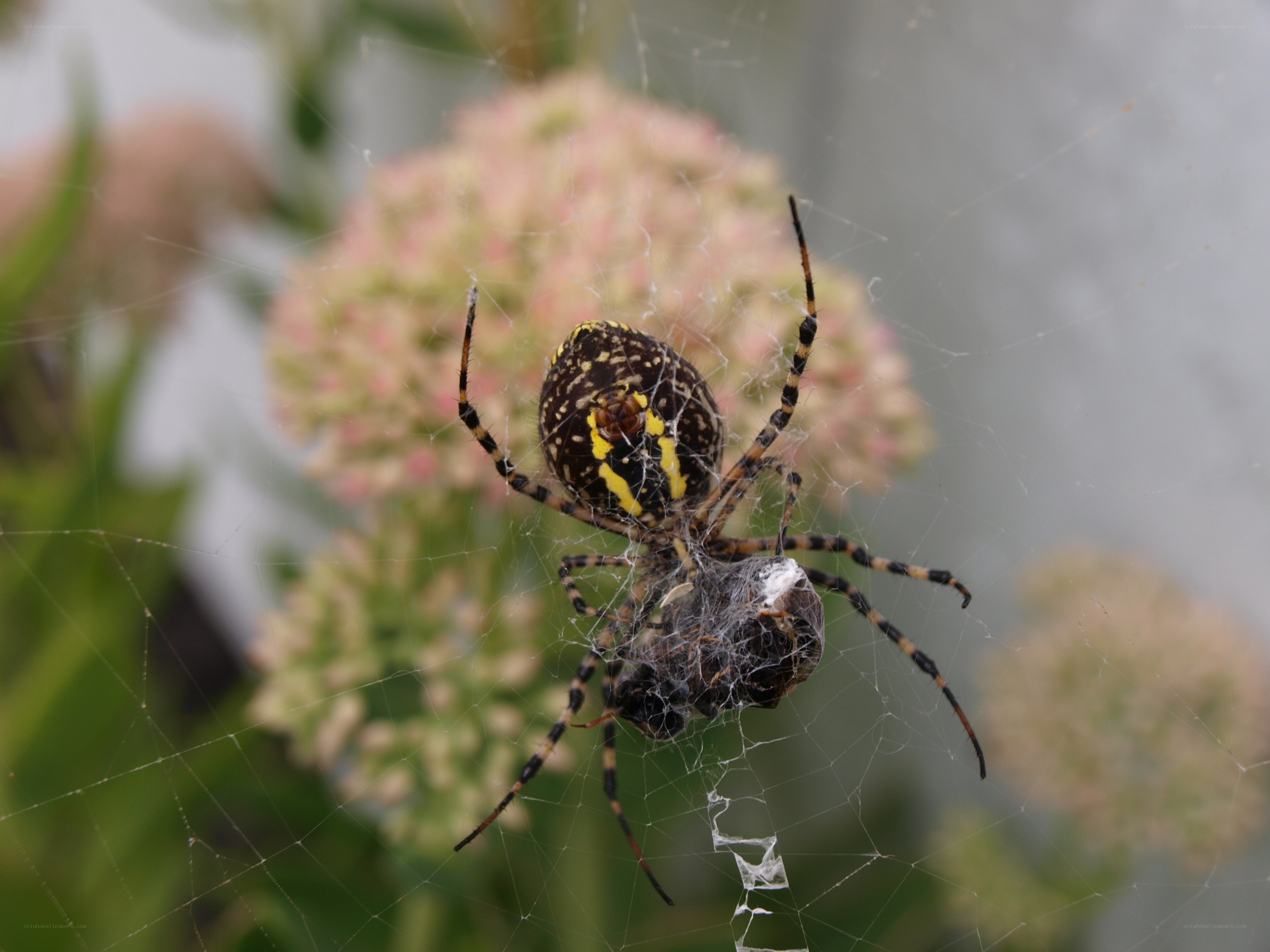 Spider with prey in web