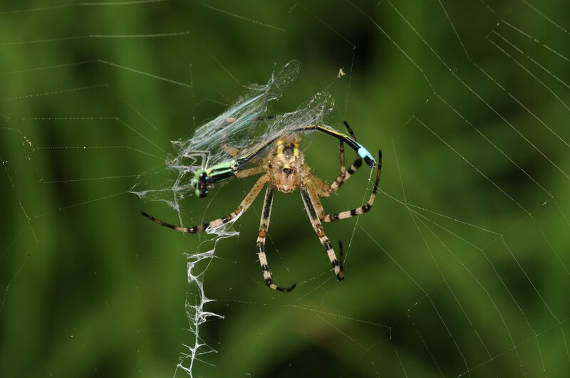 Spider with prey in web
