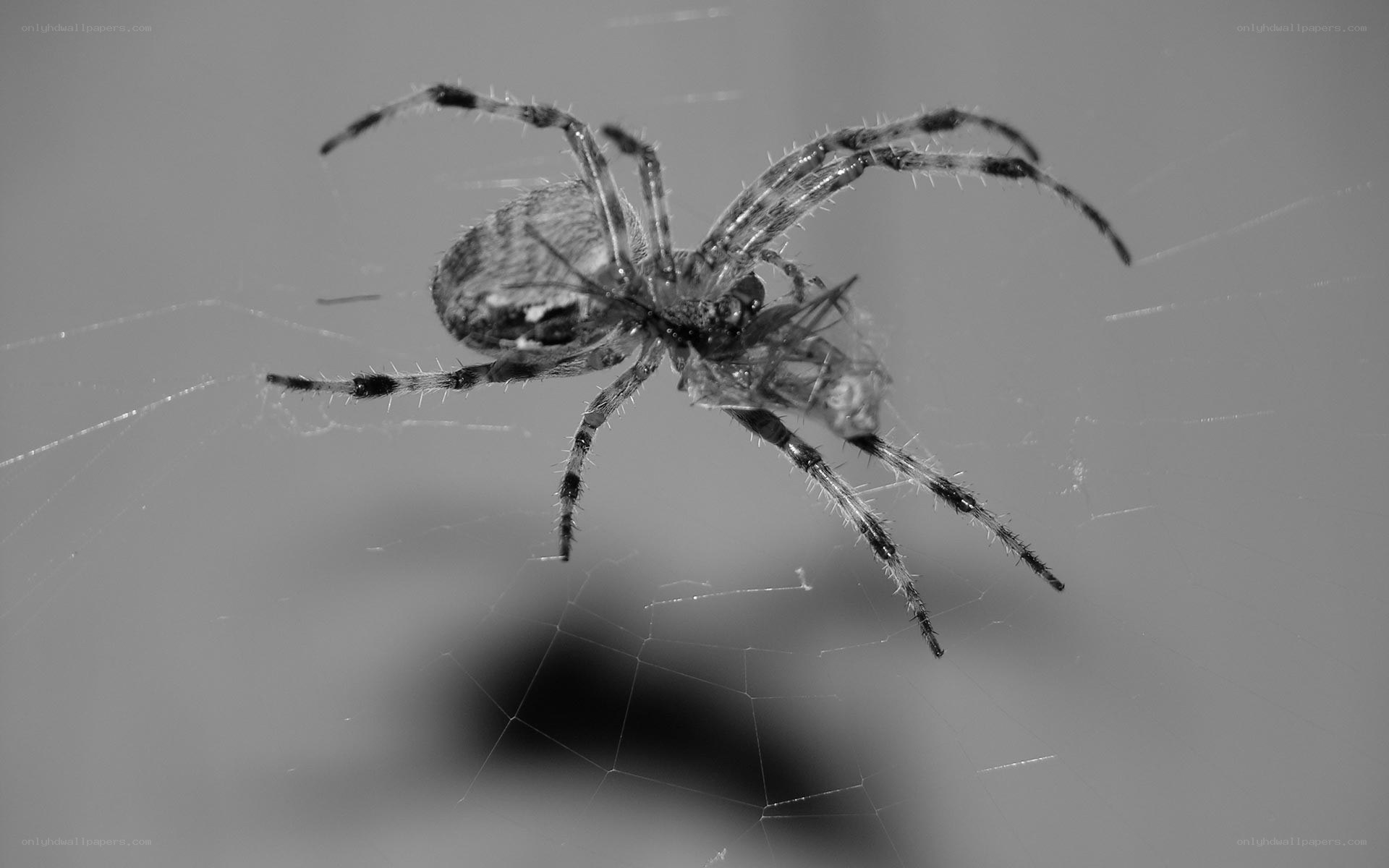 Spider with prey in web