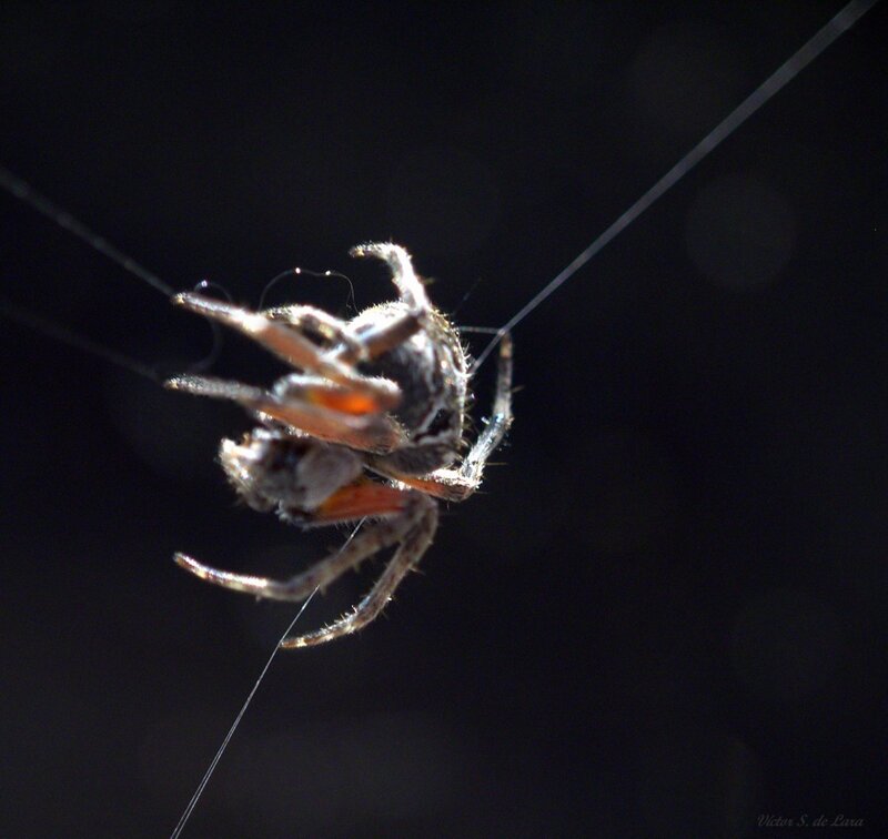 Spider with prey in web