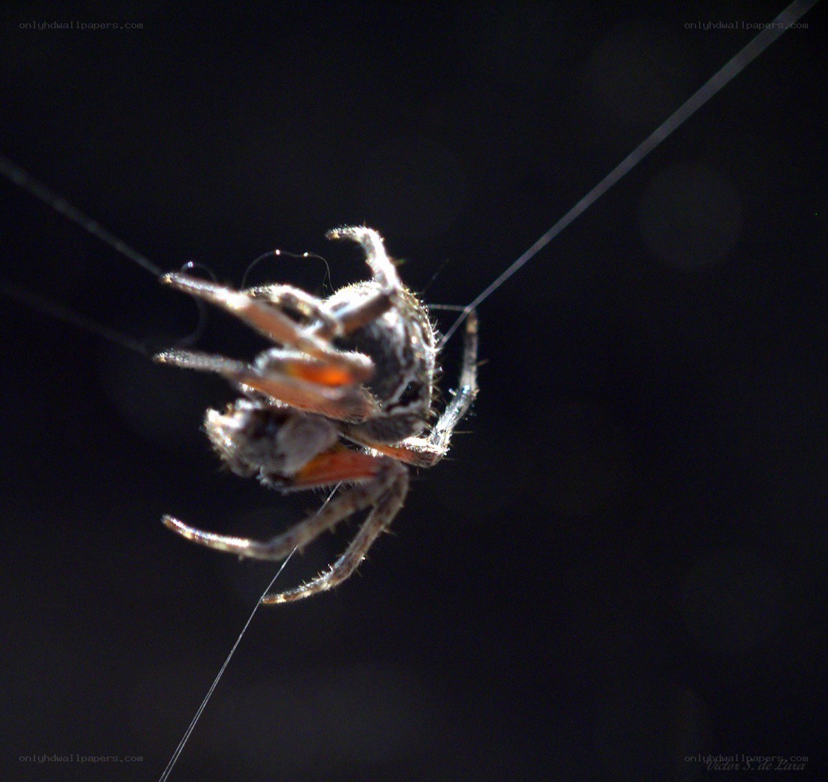 Spider with prey in web