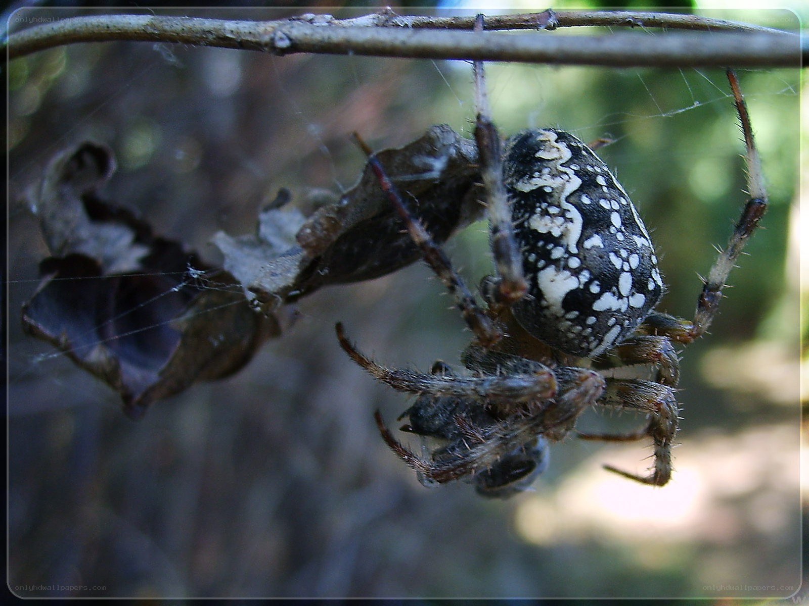 Spider with prey in web