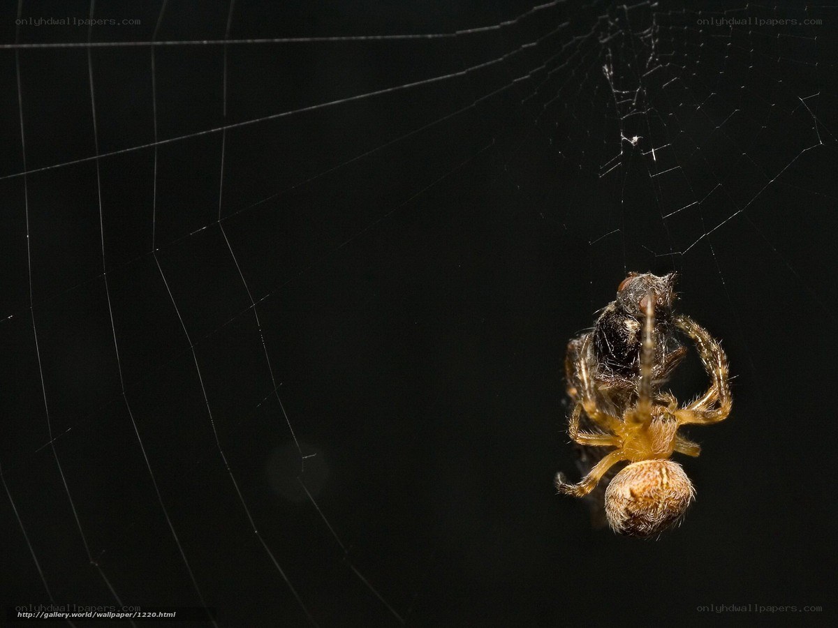 Spider with prey in web